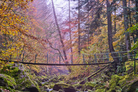 Gemeinde Freyung-Grafenau Landkreis Freyung-Grafenau Buchberger Leite Ringelai Hängebrücke (Dirschl Johann) Deutschland FRG